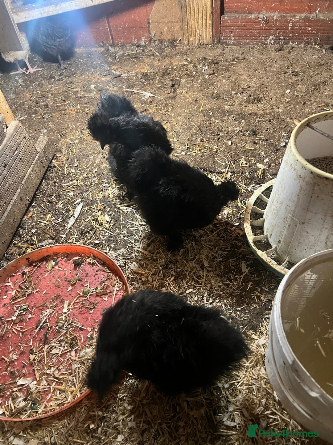 Chickens poultry for sale: Point of laying hen in Eltham read  advert thanks  - Image 5