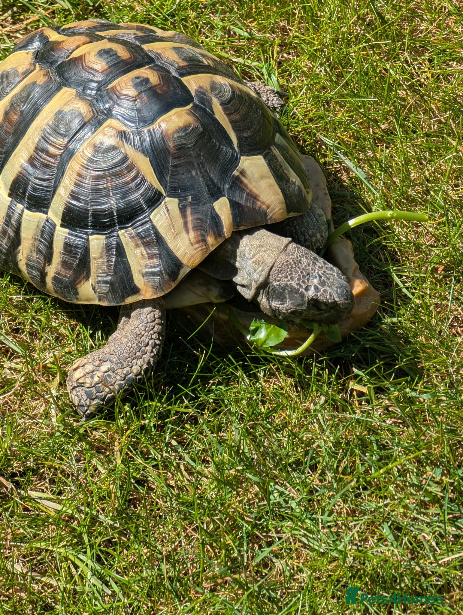 Tortoise reptiles Hermann's tortoise  - Advert 2