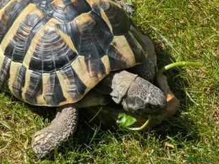 Tortoise reptiles Hermann's tortoise - Advert 2