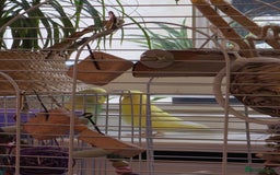 Budgerigars birds for sale: 2 Budgies green and yellow with cage for £45 - Image 3