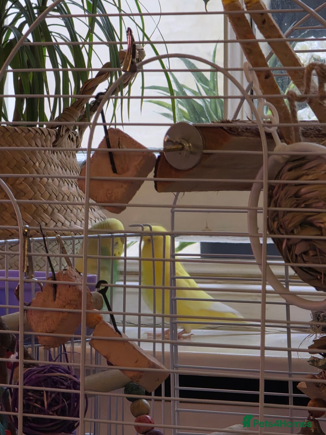 Budgerigars birds for sale: 2 Budgies green and yellow with cage for £45 - Image 3