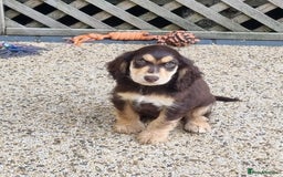 Cocker Spaniel dogs for sale: Gorgeous Chocolate & Sable Show Cocker Pups Ready - Image 19