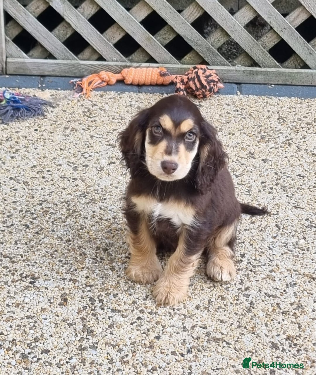 Cocker Spaniel dogs for sale: Gorgeous Chocolate & Sable Show Cocker Pups Ready - Image 19
