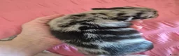 Chihuahua dogs for sale: Rare Tri Merle Chihuahua Girl  - Advert 4