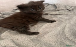 Ragdoll cats for sale: Gorgeous fluffy Ragdoll x kitten  - Image 10
