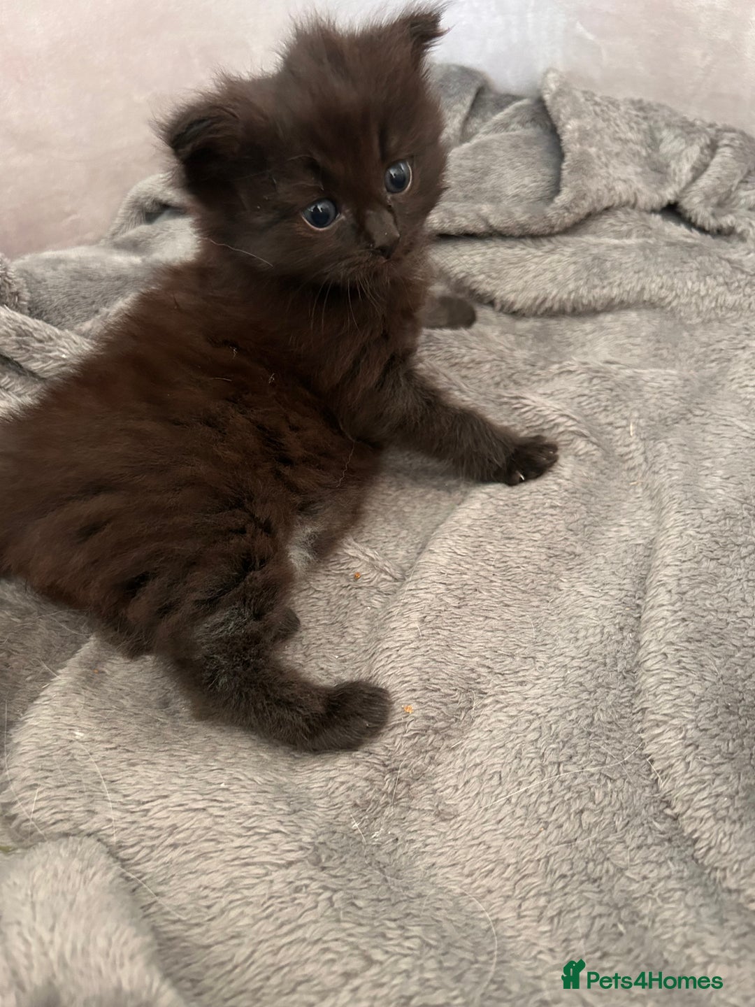 Ragdoll cats for sale: Gorgeous fluffy Ragdoll x kitten  - Image 10