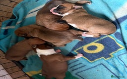 Boxer dogs for sale: 5 beautiful boxer puppies - Image 3