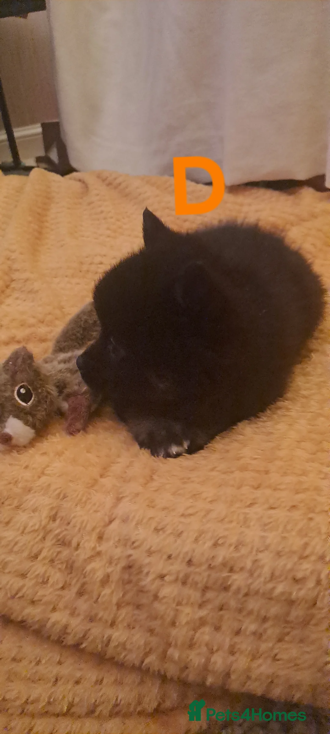 Pomsky dogs for sale: 5 Fluffy Pomsky pups- Ready Now - Advert 9