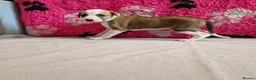 Lurcher dogs for sale: Lurcher pups - Advert 17