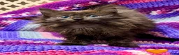 Mixed Breed cats for sale: 💖 MAINE COON X RAGDOLL *PARENTS HEALTH TESTED* 💖 - Advert 35