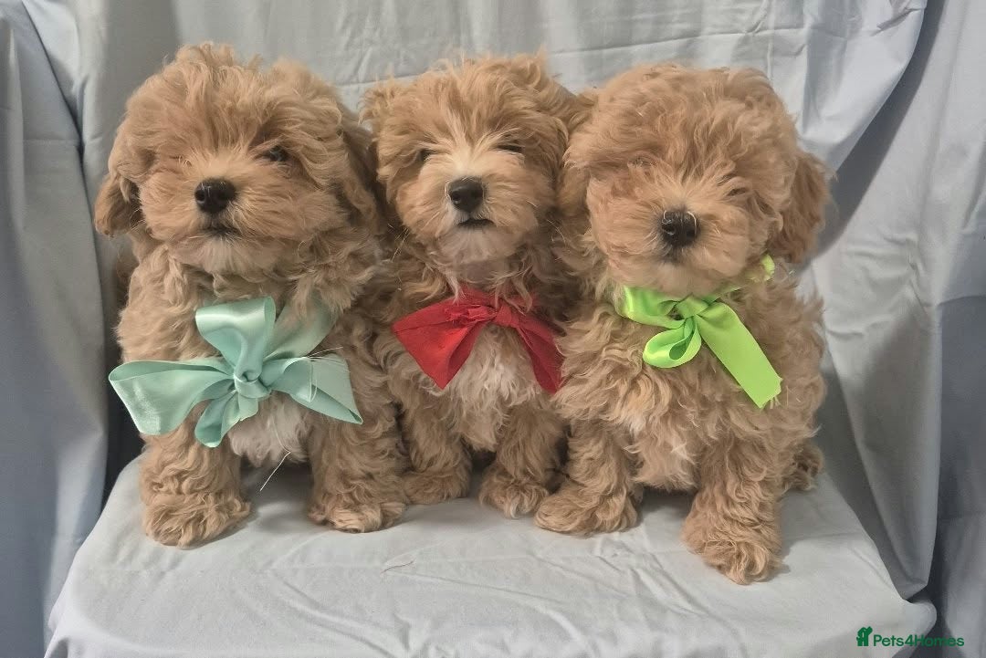 Maltipoo dogs Maltipoo  - Advert 11