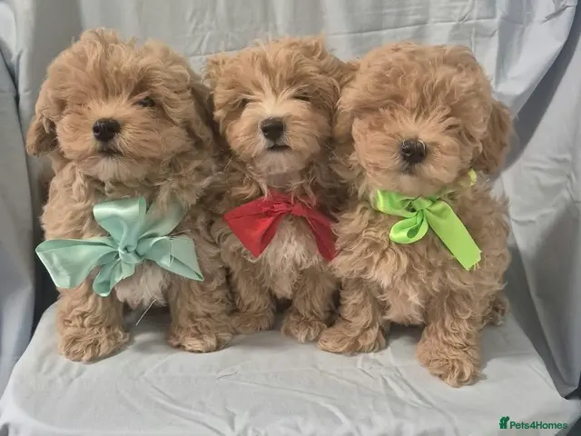 Maltipoo dogs Maltipoo - Advert 3