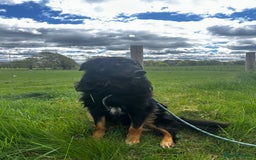 Mixed Breed dogs for sale: Rufty - Image 4
