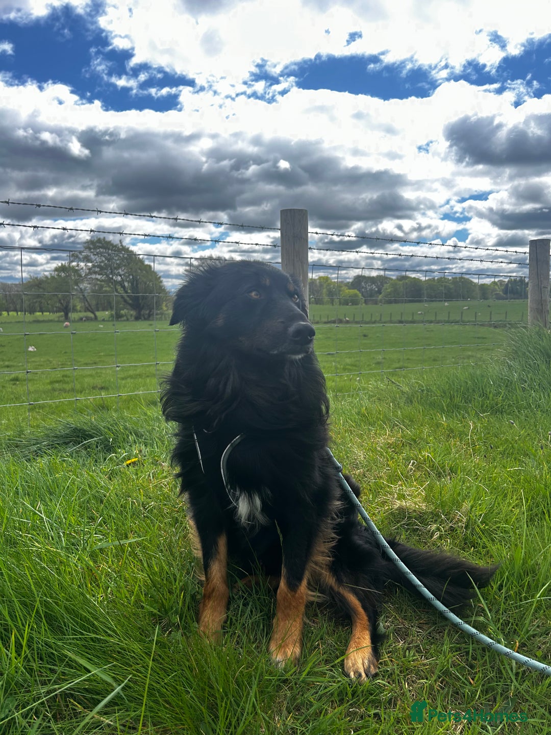 Mixed Breed dogs for sale: Rufty - Image 4