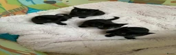 Mixed Breed cats for sale: 4 black kittens  in Retford - Advert 5