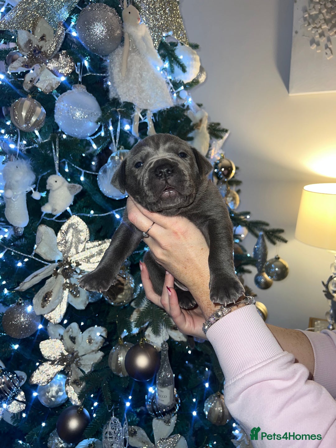 Cane Corso dogs for sale: Chunky cane corso boy pups - Advert 13