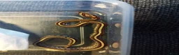 Corn Snake reptiles for sale: Cb 2025 cornsnake hatchlings  - Advert 10