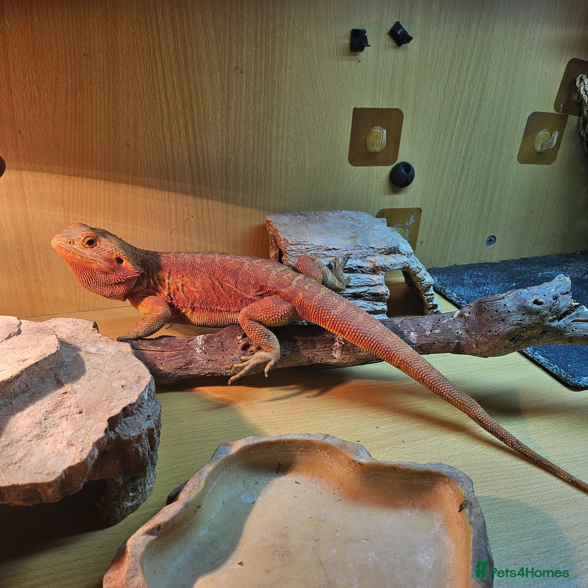 Bearded Dragon reptiles Gizmo - Advert 2