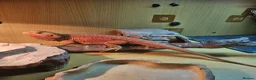 Bearded Dragon reptiles for sale: Gizmo in Birmingham - Advert 2