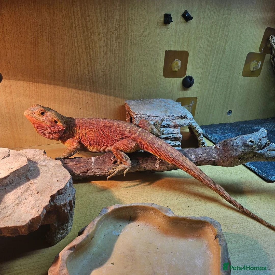 Bearded Dragon reptiles for sale: Gizmo in Birmingham - Advert 2
