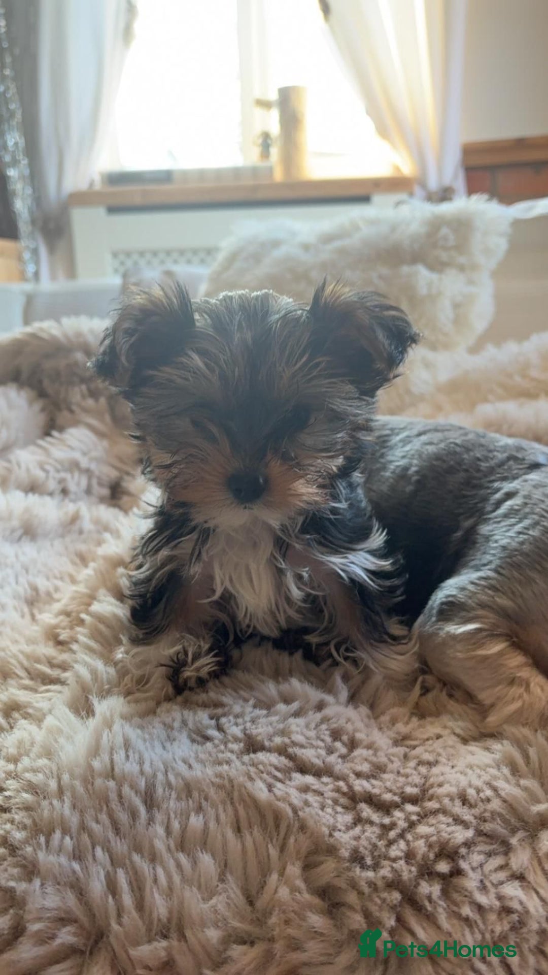 Yorkshire Terrier dogs for sale: Miniature Yorkshire Terriers - Advert 1