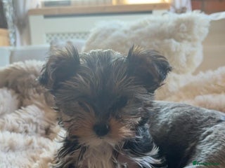 Yorkshire Terrier dogs Miniature Yorkshire Terriers - Advert 4