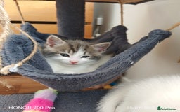 Khao Manee cats for sale: Beautiful 3 kittens  - Image 1