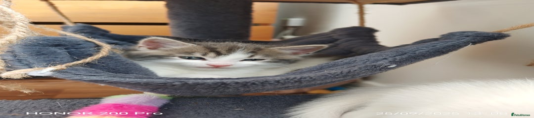 Khao Manee Kitten 1