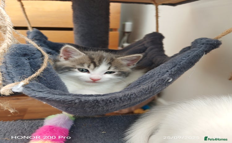Khao Manee cats - Advert 1