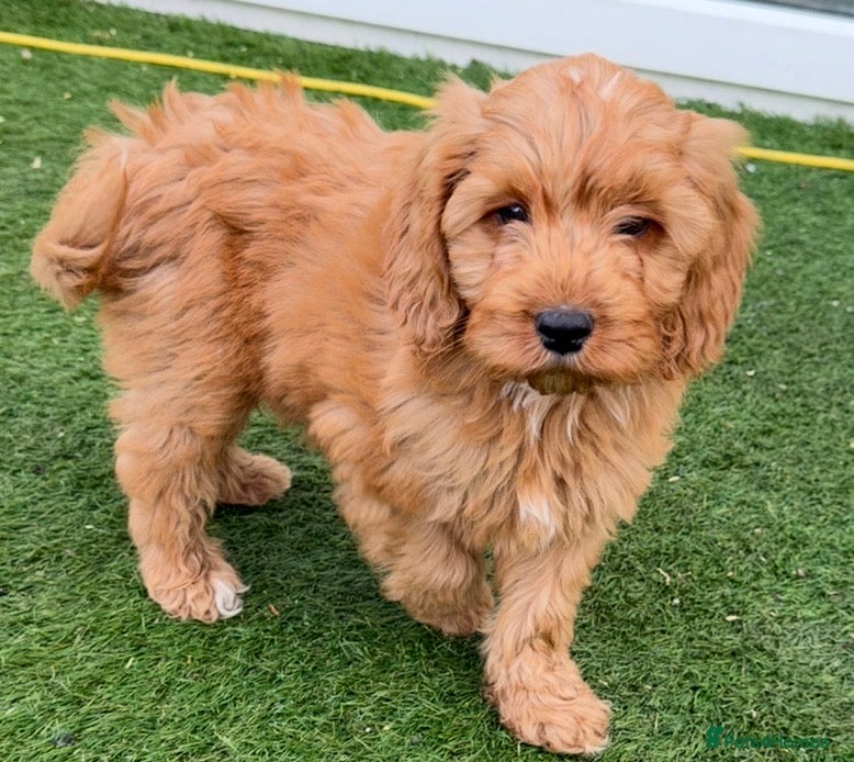 Cockapoo dogs LAST ONE- Adorable F1 cockapoo puppies  - Advert 9