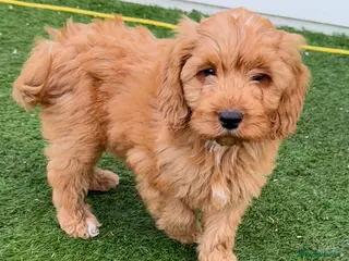 Cockapoo dogs LAST ONE- Adorable F1 cockapoo puppies - Advert 8