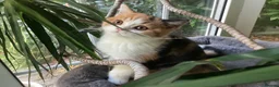British Shorthair cats for sale: Fabulous GCCF kittens - Advert 3