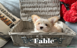 Yorkshire Terrier dogs for sale: Adorable Golddust Yorkshire Terrier Puppies - Image 12