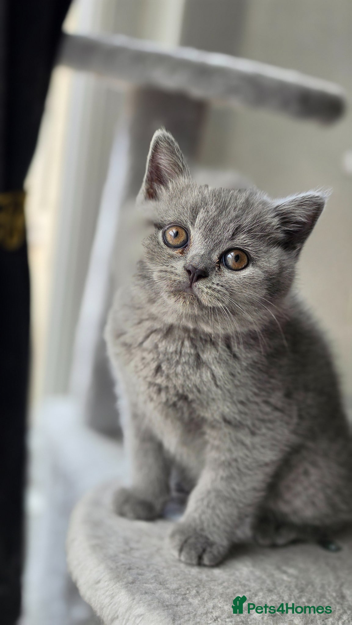 British Shorthair cats GCCF Reg British Shorthair Kittens - Advert 18