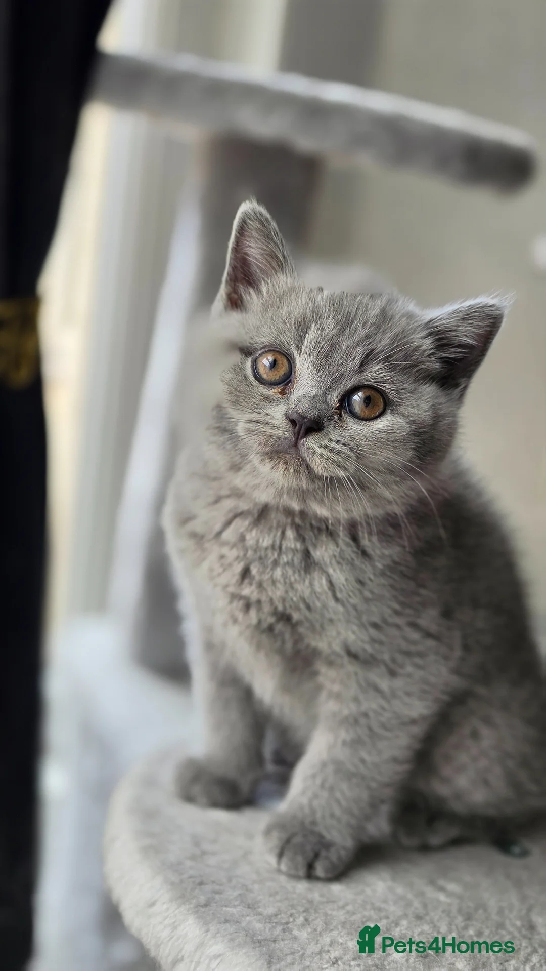 British Shorthair cats for sale: GCCF Reg British Shorthair Kittens - Advert 1