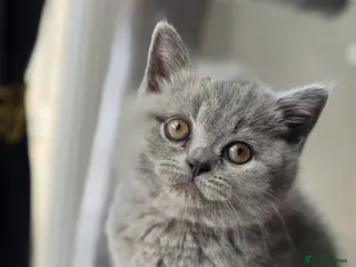 British Shorthair cats GCCF Reg British Shorthair Kittens - Advert 18