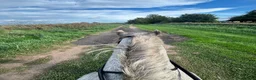 Irish Cob horses for sale: 13.3 Allrounder Cob Mare - Advert 4
