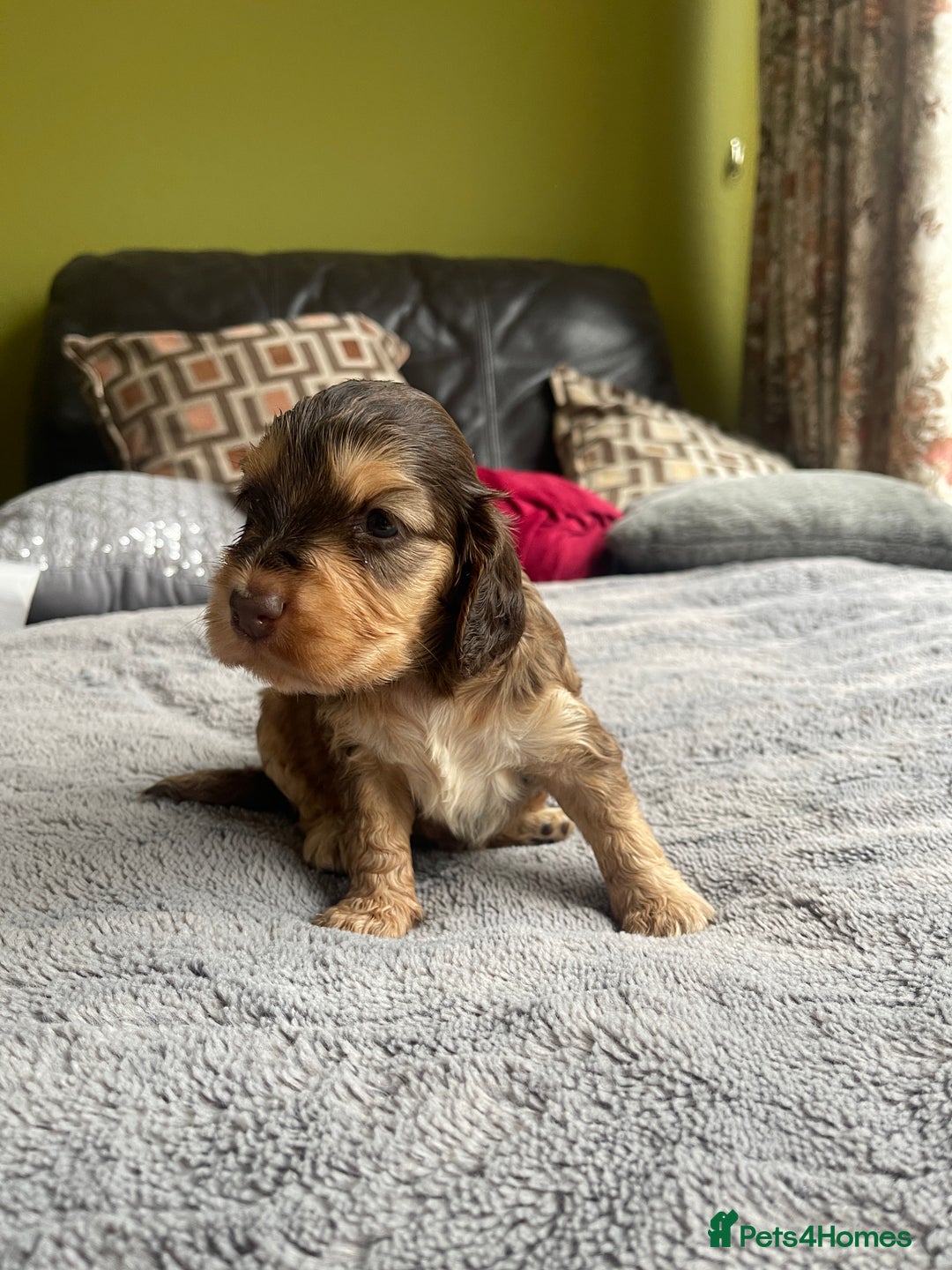 Cocker Spaniel dogs for sale: KC Show Cockers - 1 Girl , 3 Boys remaining! - Image 18