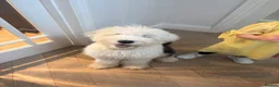 Old English Sheepdog dogs for sale: Female old English sheepdog  in Ongar - Advert 5