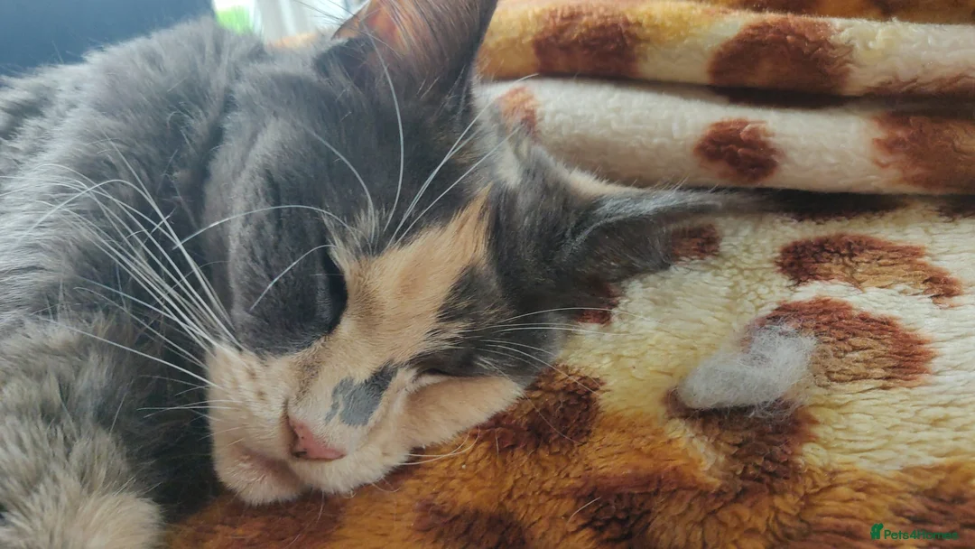 Mixed Breed cats for sale: Mixed race kittens for sale.  - Advert 1