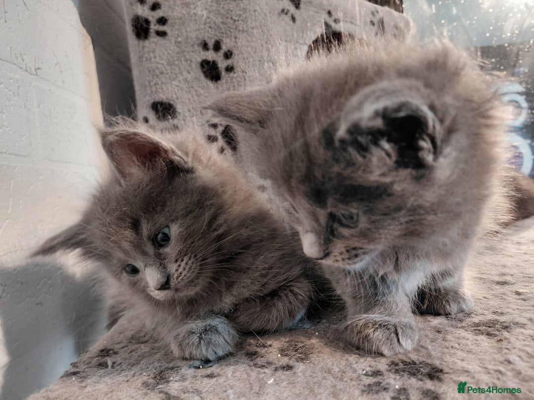 Maine Coon cats for sale: Maine Coon kittens  - Advert 27