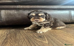 Cockapoo dogs for sale: Adorable F1 Cockerpoo puppies - Image 5