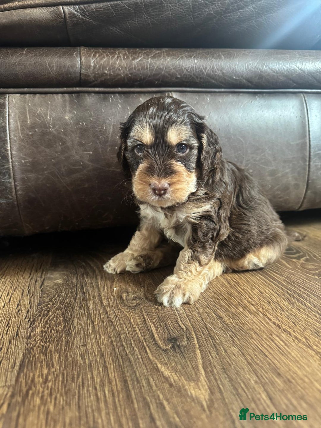 Cockapoo dogs for sale: Adorable F1 Cockerpoo puppies - Image 5