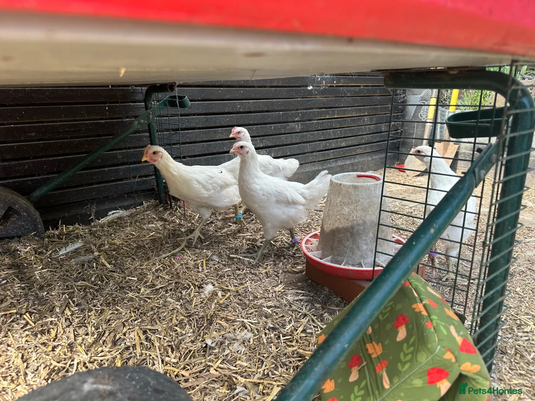 Chickens poultry for sale: 4 Jersey giant 7 week old chicks. Pure White - Advert 3