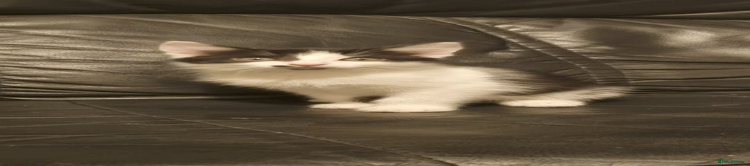 Domestic Shorthair Kitten 1