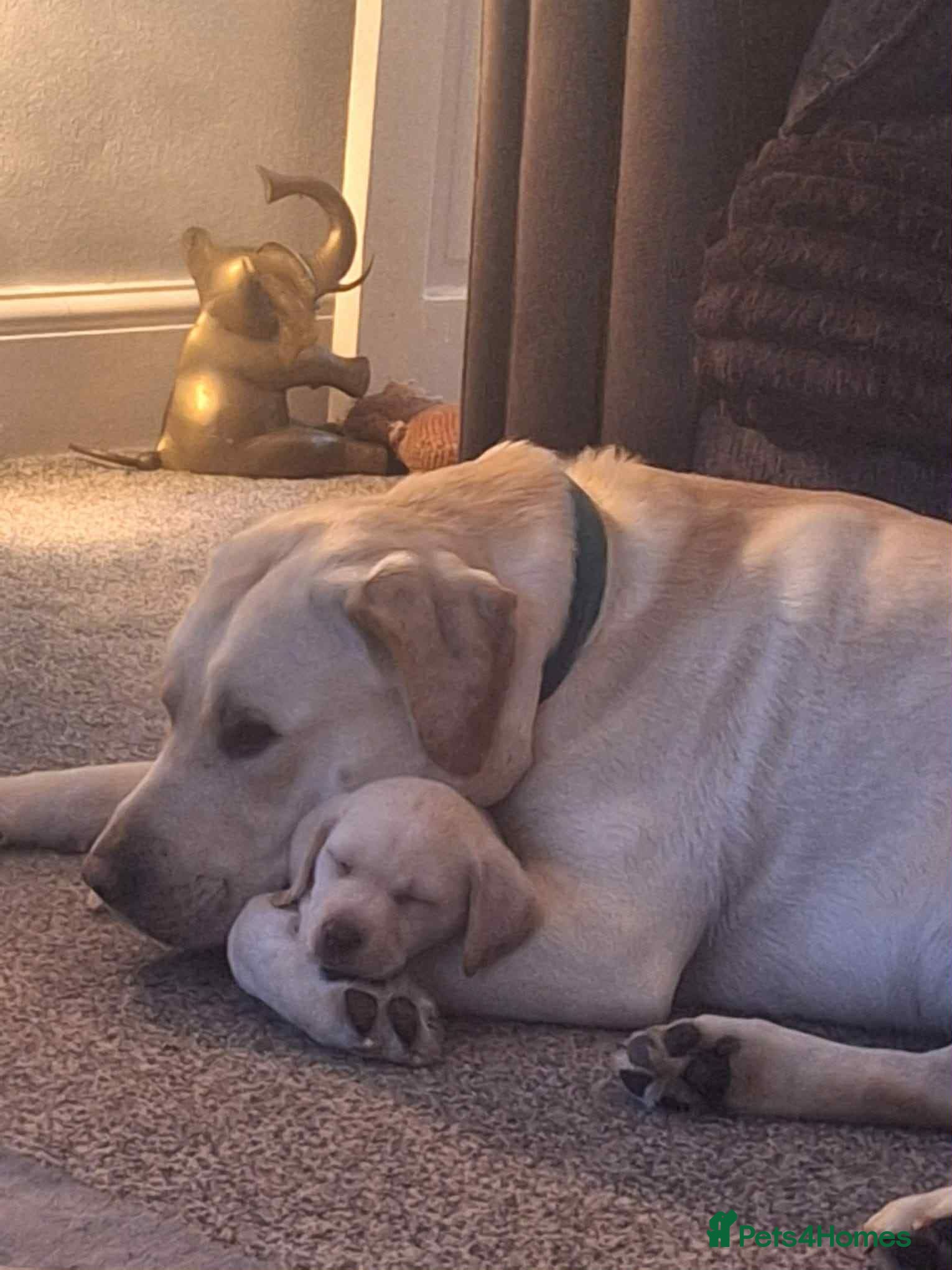 Labrador Retriever dogs Nyla  - Advert 1