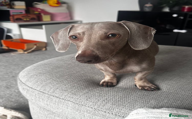 Dachshund dogs - Advert 1