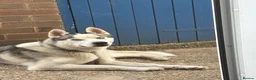 Siberian Husky dogs for sale: 1 year old Siberian husky  in Horncastle - Advert 3