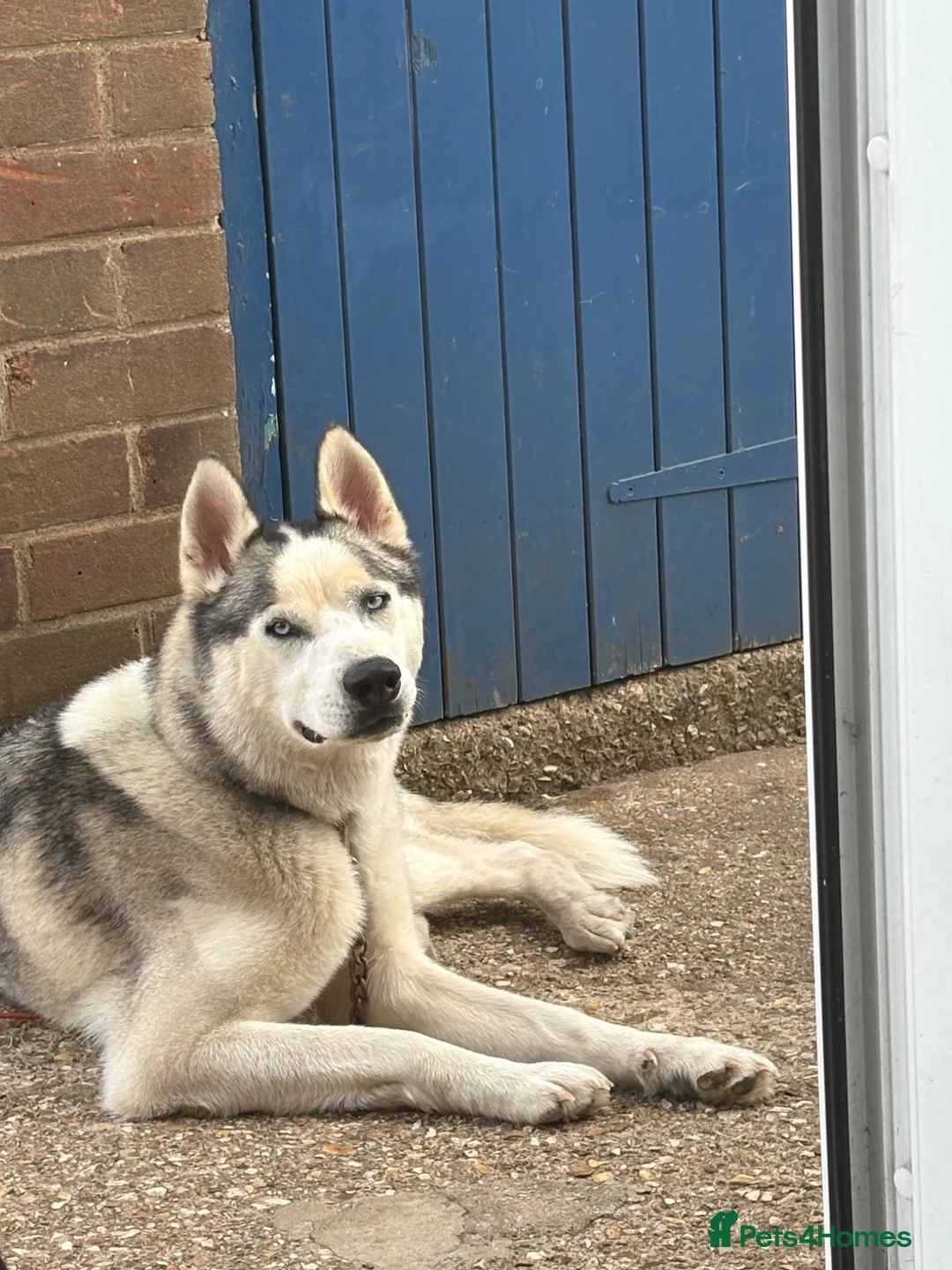 Siberian Husky dogs for sale: 1 year old Siberian husky  in Horncastle - Advert 3