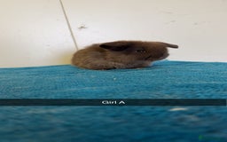 Mini Lop rabbits for sale: Pure mini lops for reserve  - Image 4